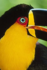 Preview wallpaper toucan, beak, bird, colorful