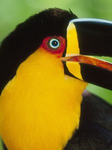 Preview wallpaper toucan, beak, bird, colorful