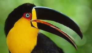 Preview wallpaper toucan, beak, bird, colorful