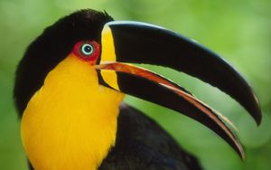 Preview wallpaper toucan, beak, bird, colorful