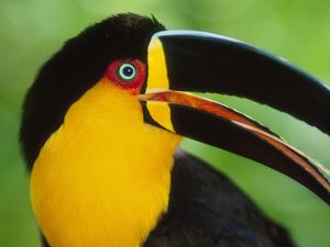 Preview wallpaper toucan, beak, bird, colorful