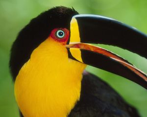 Preview wallpaper toucan, beak, bird, colorful