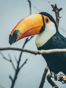 Preview wallpaper toucan, beak, bird, branches