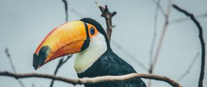 Preview wallpaper toucan, beak, bird, branches