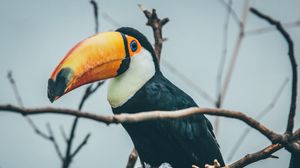 Preview wallpaper toucan, beak, bird, branches
