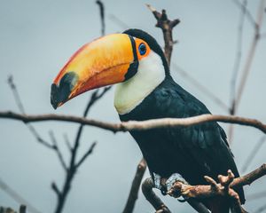 Preview wallpaper toucan, beak, bird, branches