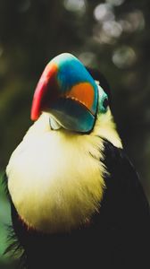 Preview wallpaper toucan, bird, beak, blur