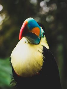 Preview wallpaper toucan, bird, beak, blur