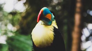 Preview wallpaper toucan, bird, beak, blur
