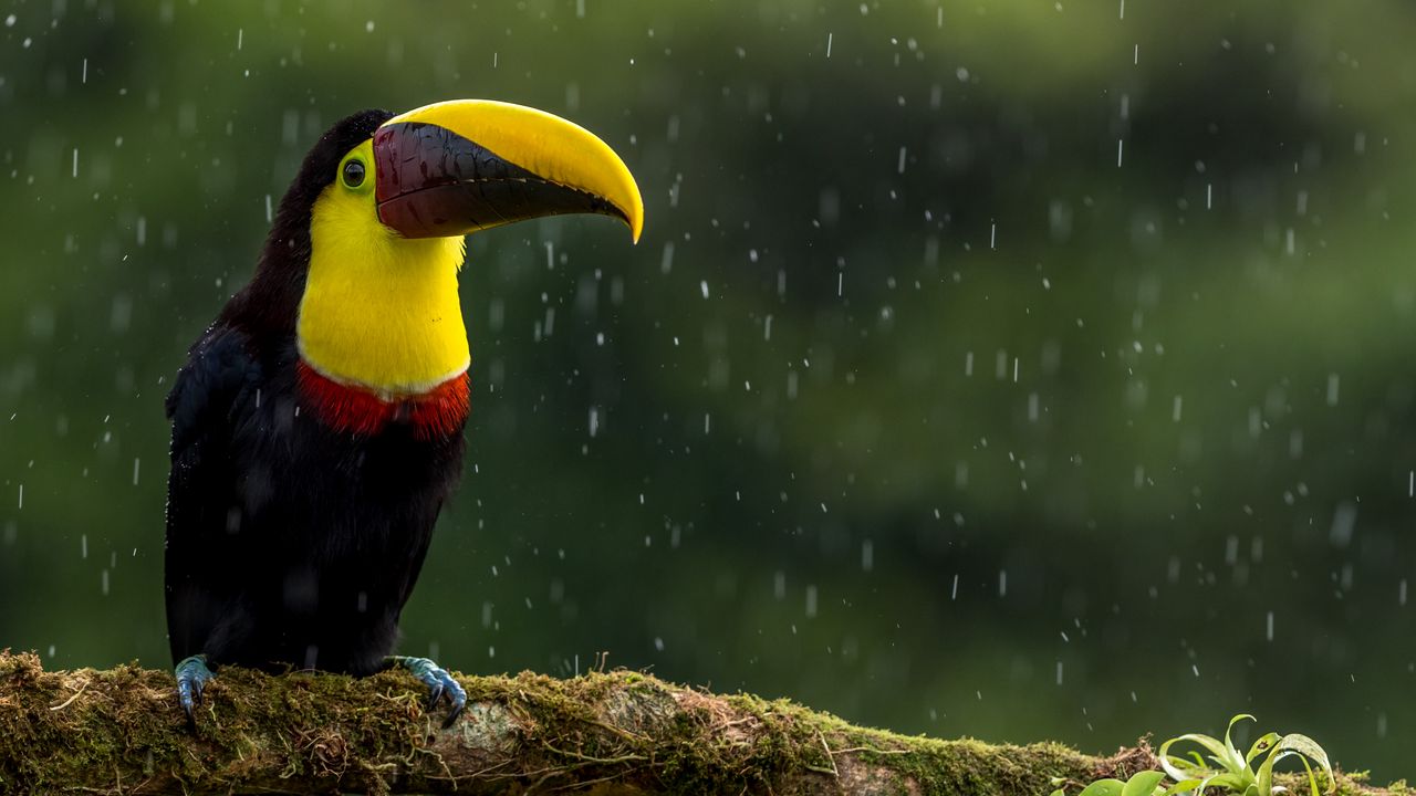 Wallpaper toucan, bird, beak, color, branch, exotic