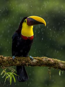 Preview wallpaper toucan, bird, beak, color, branch, exotic