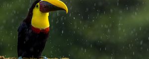 Preview wallpaper toucan, bird, beak, color, branch, exotic