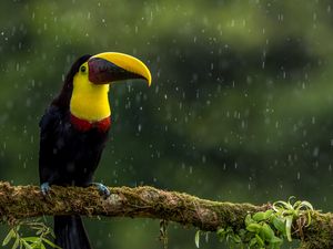 Preview wallpaper toucan, bird, beak, color, branch, exotic