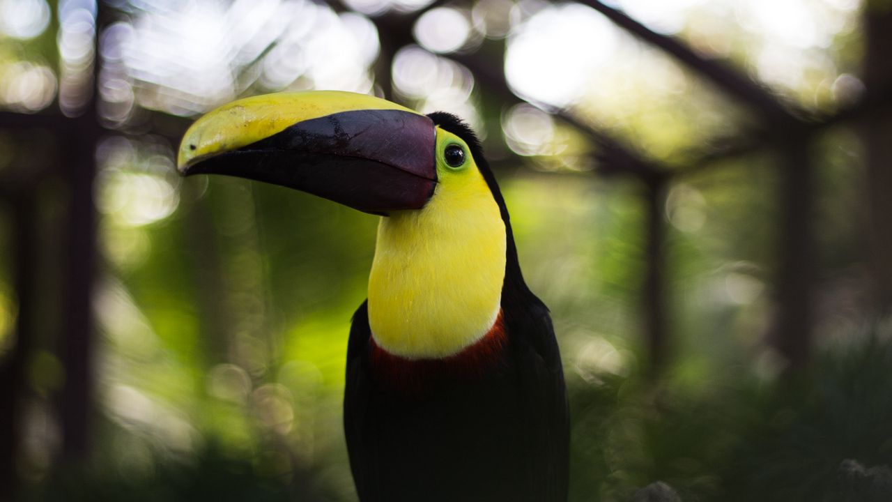 Wallpaper toucan, bird, beak, colorful