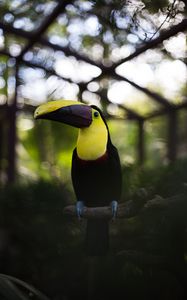 Preview wallpaper toucan, bird, beak, colorful