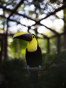 Preview wallpaper toucan, bird, beak, colorful