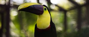 Preview wallpaper toucan, bird, beak, colorful