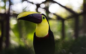 Preview wallpaper toucan, bird, beak, colorful