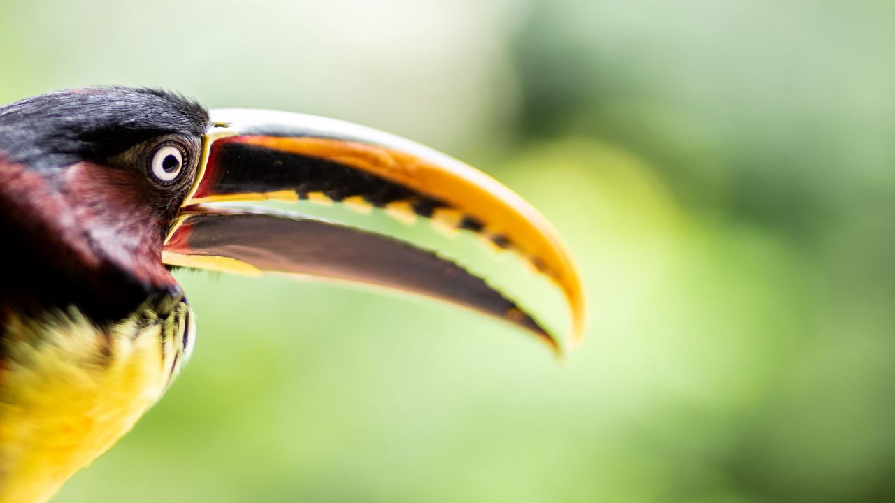 Wallpaper toucan, bird, beak, eye