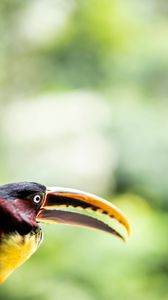 Preview wallpaper toucan, bird, beak, eye