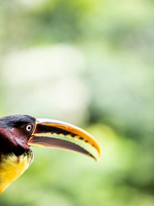 Preview wallpaper toucan, bird, beak, eye