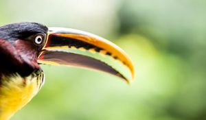Preview wallpaper toucan, bird, beak, eye