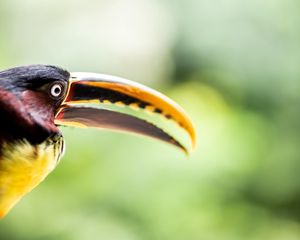 Preview wallpaper toucan, bird, beak, eye