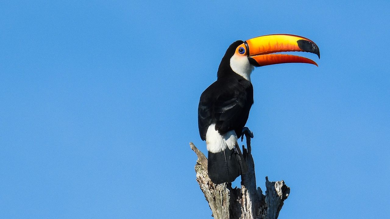 Wallpaper toucan, bird, beak, pillar