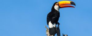 Preview wallpaper toucan, bird, beak, pillar