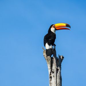 Preview wallpaper toucan, bird, beak, pillar