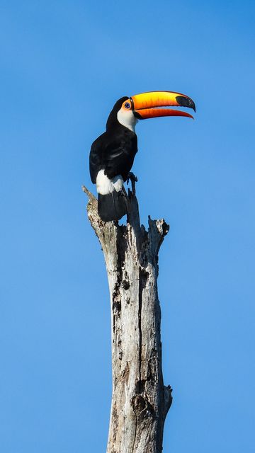 360x640 Wallpaper toucan, bird, beak, pillar