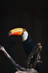 Preview wallpaper toucan, bird, beak, branch