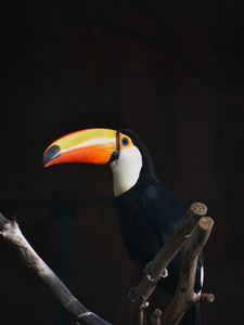 Preview wallpaper toucan, bird, beak, branch