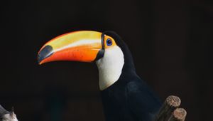 Preview wallpaper toucan, bird, beak, branch