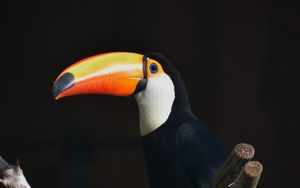 Preview wallpaper toucan, bird, beak, branch