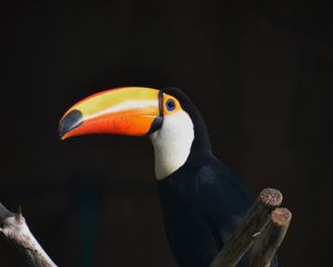 Preview wallpaper toucan, bird, beak, branch