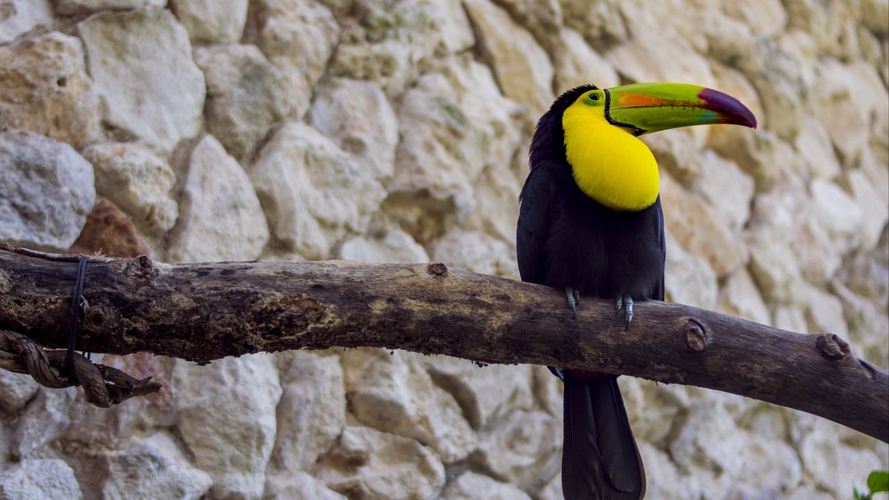 Wallpaper toucan, bird, beak, branch, tail
