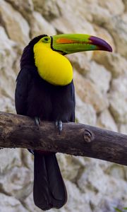 Preview wallpaper toucan, bird, beak, branch, tail