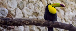Preview wallpaper toucan, bird, beak, branch, tail