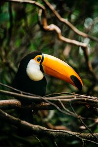 Preview wallpaper toucan, bird, beak, bright, branch