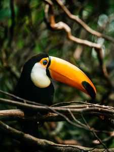 Preview wallpaper toucan, bird, beak, bright, branch