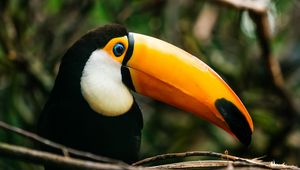 Preview wallpaper toucan, bird, beak, bright, branch