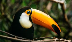 Preview wallpaper toucan, bird, beak, bright, branch