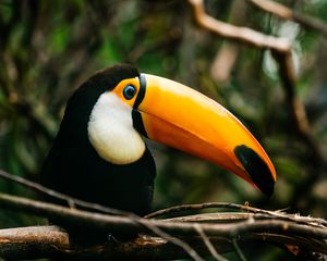 Preview wallpaper toucan, bird, beak, bright, branch