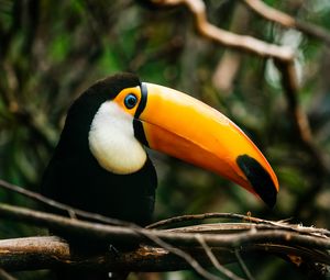 Preview wallpaper toucan, bird, beak, bright, branch