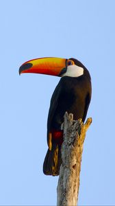 Preview wallpaper toucan, bird, beak, sky