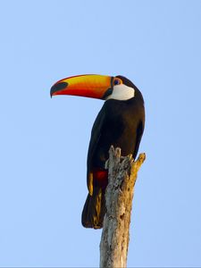 Preview wallpaper toucan, bird, beak, sky