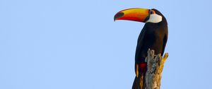 Preview wallpaper toucan, bird, beak, sky