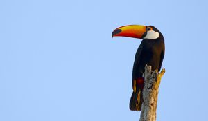 Preview wallpaper toucan, bird, beak, sky