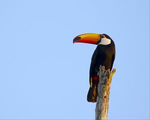 Preview wallpaper toucan, bird, beak, sky